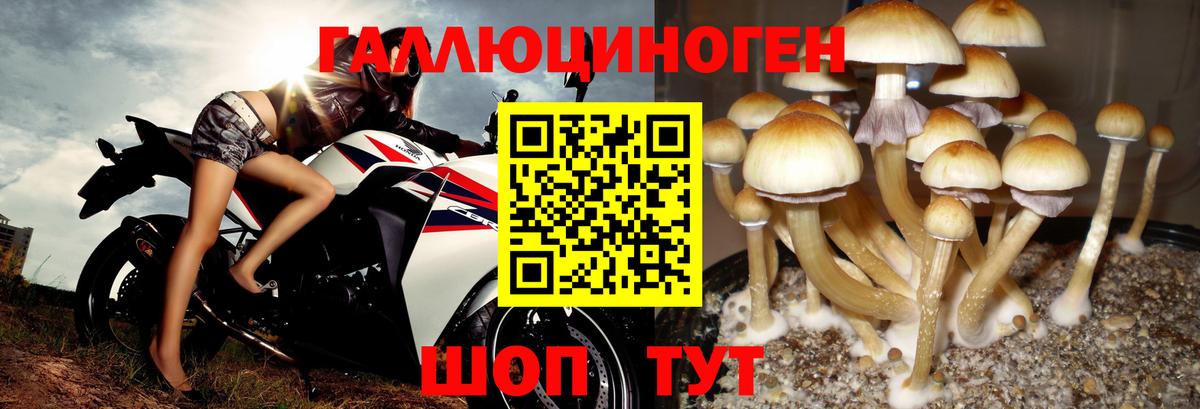 Галлюциногенные грибы Psilocybine cubensis  Вход с VPN  купить наркоту  Псилоцибиновые грибы ЛСД  Железногорск 